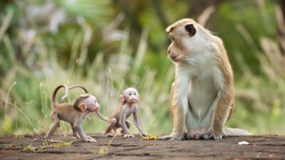 Teaser for Monkey Kingdom