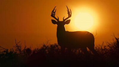 Teaser for Deep in the Heart: A Texas Wildlife Story